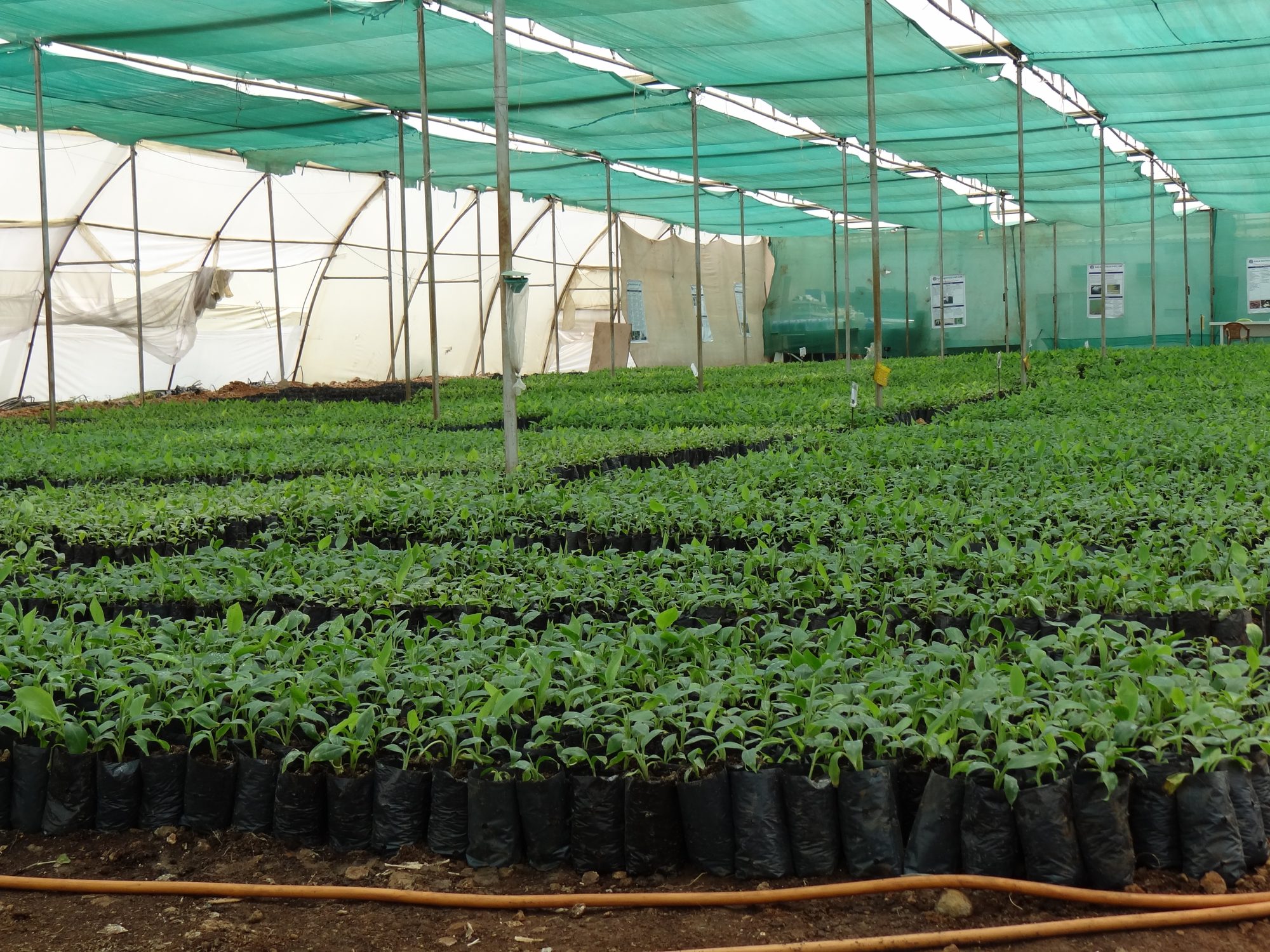 KALA Biotech tissue-culture nursery — banana plantlets under shade net during secondary hardening